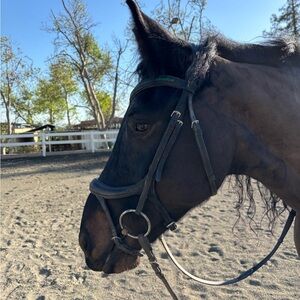 Collegiate ComFiTec Vogue Anatomical Horse Bridle, Black